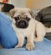 Pug Puppies for sale in New York, NY 10017, USA. price: NA
