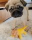 Pug Puppies for sale in Oklahoma City, OK 73162, USA. price: $500