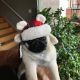 Pug Puppies for sale in Portland, OR 97203, USA. price: NA