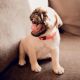 Pug Puppies for sale in San Diego, CA 92123, USA. price: $500