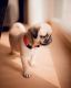 Pug Puppies for sale in San Jose, CA 95135, USA. price: $500