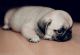Pug Puppies for sale in Tulsa, OK 74112, USA. price: $500