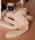 Pug Puppies for sale in Virginia Beach, VA 23454, USA. price: $500