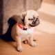 Pug Puppies for sale in Joint Base Anacostia-Bolling, DC 20032, USA. price: $500