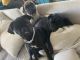 Pug Puppies for sale in Glassell Park, Los Angeles, CA 90065, USA. price: NA