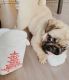 Pug Puppies for sale in Fort Worth, TX 76104, USA. price: NA