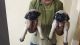 Pug Puppies for sale in Patelguda, Telangana 502319, India. price: 14000 INR