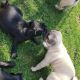 Pug Puppies for sale in California City, CA, USA. price: $500
