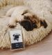 Pug Puppies for sale in Kansas City, MO 64134, USA. price: NA