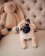 Pug Puppies for sale in BRWNSBORO VLG, KY 40207, USA. price: $500
