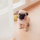 Pug Puppies for sale in Milwaukee, WI 53202, USA. price: $500