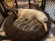 Pug Puppies for sale in Durham, CA, USA. price: NA