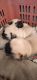 Pug Puppies for sale in Lanka, Varanasi, Uttar Pradesh, India. price: 14000 INR