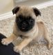 Pug Puppies for sale in North Richland Hills, TX, USA. price: NA