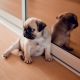 Pug Puppies for sale in Nashville, TN 37201, USA. price: $500