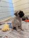 Pug Puppies for sale in Anaheim, CA, USA. price: $700