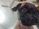 Pug Puppies for sale in Suyog Nisarg Sunflower, Pune, Maharashtra 411047. price: 16000 INR