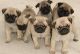 Pug Puppies for sale in Sacramento, CA, USA. price: $800