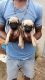 Pug Puppies for sale in M.S. Palya Rd, Bengaluru, Karnataka, India. price: 11000 INR