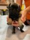 Pug Puppies for sale in Rapid City, SD, USA. price: NA