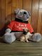 Pug Puppies for sale in El Dorado Springs, MO 64744, USA. price: NA