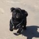 Pug Puppies for sale in Independence, IA 50644, USA. price: $500