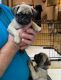 Pug Puppies for sale in Kaukauna, WI 54130, USA. price: NA