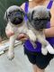 Pug Puppies for sale in Los Banos, CA, USA. price: $1,000