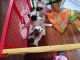 Pug Puppies for sale in Garnerville, West Haverstraw, NY 10923, USA. price: NA