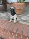 Pug Puppies for sale in Central City, KY 42330, USA. price: NA