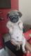 Pug Puppies for sale in Nagpur, Maharashtra, India. price: 10000 INR