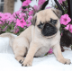Pug Puppies for sale in Seattle, WA 98104, USA. price: NA