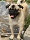 Pug Puppies for sale in Locust Valley, NY 11560, USA. price: NA