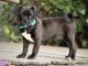 Pug Puppies for sale in Buffalo, KY 42716, USA. price: NA