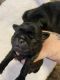 Pug Puppies for sale in West Milford, WV, USA. price: $1,100