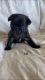 Pug Puppies for sale in Scottsville, KY 42164, USA. price: $1,500