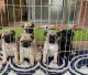 Pug Puppies for sale in Louisville, KY, USA. price: $750