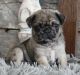 Pug Puppies for sale in Alabama Ave, Los Angeles, CA, USA. price: NA