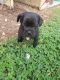 Pug Puppies for sale in Bearden, Knoxville, TN 37919, USA. price: NA
