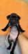 Pug Puppies for sale in Whittier, CA, USA. price: $700