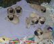 Pug Puppies for sale in Concord, NH, USA. price: $800