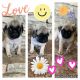 Pug Puppies for sale in Kerrville, TX 78028, USA. price: $950