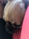 Pug Puppies for sale in Granbury, TX, USA. price: NA