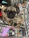Pug Puppies for sale in Long Beach, CA, USA. price: $850