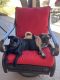 Pug Puppies for sale in Las Cruces, NM 88011, USA. price: $700