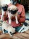Pug Puppies for sale in Hyderabad, Telangana, India. price: 15000 INR