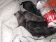 Pug Puppies for sale in Evans, CO, USA. price: NA
