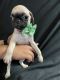 Pug Puppies for sale in Tustin, CA, USA. price: $900