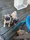 Pug Puppies for sale in NC 24/27 Bypass W, Albemarle, NC 28001, USA. price: NA