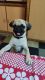 Pug Puppies for sale in Kothapet, Hyderabad, Telangana, India. price: NA
